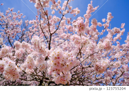 満開の春めき桜と青空の絶景:春風に揺れる優美な風景 満開の春めき桜と青空の絶景:春風に揺れる優美な風景 123755204