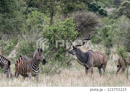 Male Greater Kudu and zebra in african savanna 123755225