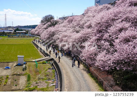 青空の下に広がる桜のトンネル:日本の春を彩る一ノ堰ハラネの桜並木 青空の下に広がる桜のトンネル:日本の春を彩る一ノ堰ハラネの桜並木 123755239