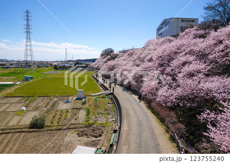 青空の下に広がる桜のトンネル：日本の春を彩る一ノ堰ハラネの桜並木 123755240