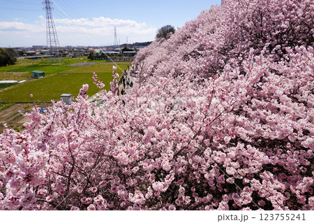 青空の下に広がる桜のトンネル:日本の春を彩る一ノ堰ハラネの桜並木 青空の下に広がる桜のトンネル:日本の春を彩る一ノ堰ハラネの桜並木 123755241