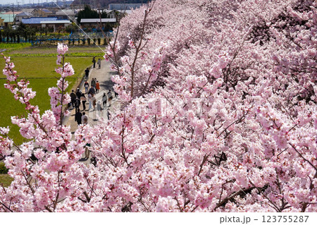 満開の春めき桜が続く一ノ堰ハラネ：足柄の絶景ウォーキングコース 123755287