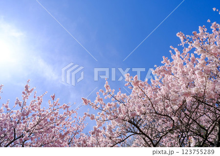 満開の春めき桜が続く一ノ堰ハラネ：足柄の絶景ウォーキングコース 123755289