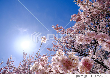 満開の春めき桜が続く一ノ堰ハラネ:足柄の絶景ウォーキングコース 満開の春めき桜が続く一ノ堰ハラネ:足柄の絶景ウォーキングコース 123755290