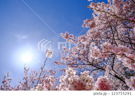 満開の春めき桜が続く一ノ堰ハラネ:足柄の絶景ウォーキングコース 満開の春めき桜が続く一ノ堰ハラネ:足柄の絶景ウォーキングコース 123755291