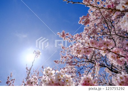満開の春めき桜が続く一ノ堰ハラネ：足柄の絶景ウォーキングコース 123755292