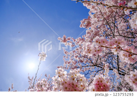 満開の春めき桜が続く一ノ堰ハラネ：足柄の絶景ウォーキングコース 123755293