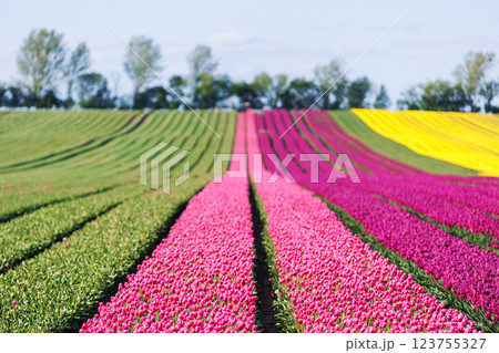 Scenic view of rows of bright colorful blooming tulips flower field in Europe. Dutch floral commercial plantation bulb growing business. Beautiful natural Netherlands landscape 123755327