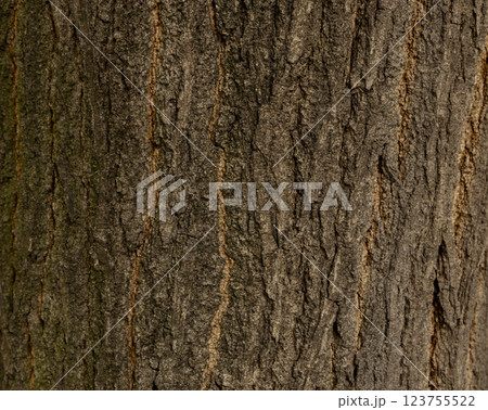 Maritime Pine, Pinus pinaster trunk symbol. Texture made of maritime pine tree bark. Beautiful Maritime Pine, Pinus pinaster trunk background. Conceptual image. Peaceful nature. 123755522