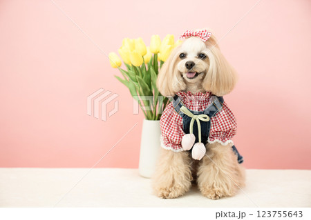 ピンクバックと黄色いチューリップと微笑むマルプーのパンナ ピンクバックと黄色いチューリップと微笑むマルプーのパンナ 123755643