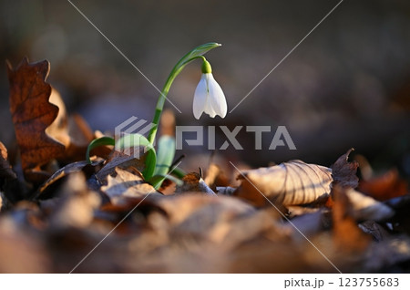 Spring background. Beautiful first spring flowers for the beginning of spring time and season. Concept for nature and environment. 123755683
