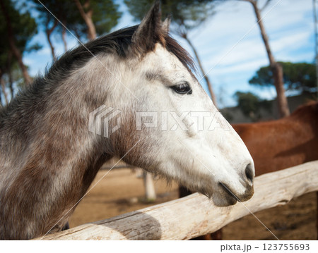 Head of a beautiful horse Head of a beautiful horse 123755693