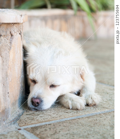 The dog sleeps The dog sleeps 123755694