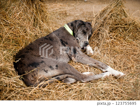 dog sleeps dog sleeps 123755695