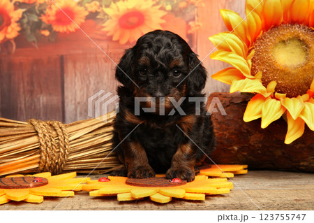Adorable Toy Poodle Puppy 123755747