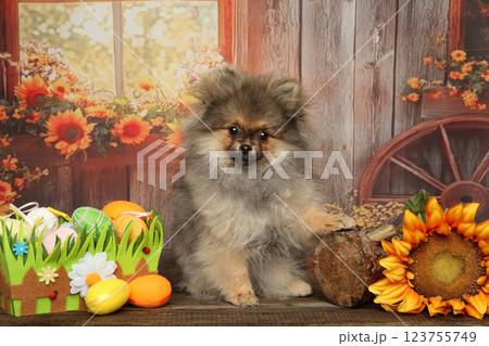 Sweet Pomeranian Puppy in Festive Rustic Spring Scene Sweet Pomeranian Puppy in Festive Rustic Spring Scene 123755749