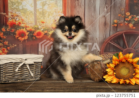 Captivating Portrait of a Pomeranian Puppy in Fall Captivating Portrait of a Pomeranian Puppy in Fall 123755751