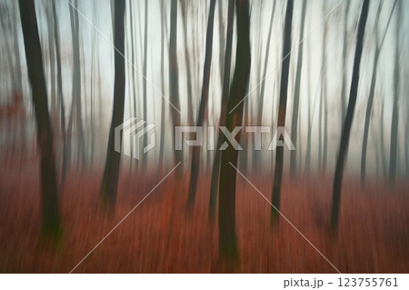 Trees in the forest with fog. Blurred - photographed with movement as art. Concept for landscape with winter nature. Cold weather with fog in winter time. 123755761