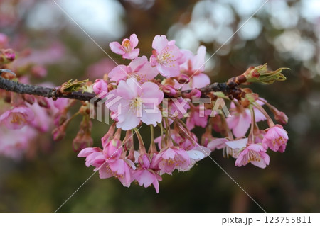 早春の公園に咲く早咲きのカワヅザクラのピンク色の花 123755811