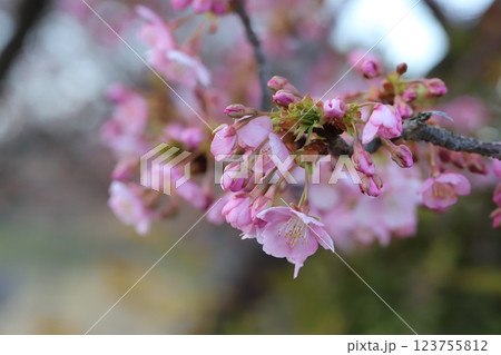 早春の公園に咲く早咲きのカワヅザクラのピンク色の花 早春の公園に咲く早咲きのカワヅザクラのピンク色の花 123755812