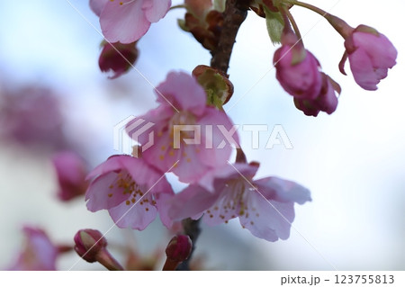 早春の公園に咲く早咲きのカワヅザクラのピンク色の花 123755813