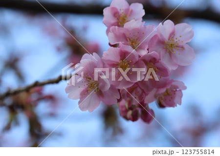 早春の公園に咲く早咲きのカワヅザクラのピンク色の花 早春の公園に咲く早咲きのカワヅザクラのピンク色の花 123755814