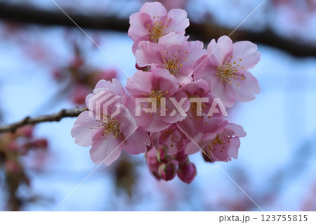 早春の公園に咲く早咲きのカワヅザクラのピンク色の花 123755815