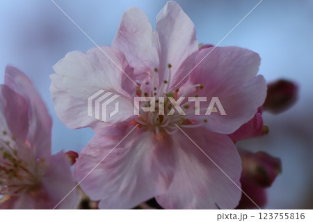 早春の公園に咲く早咲きのカワヅザクラのピンク色の花 123755816