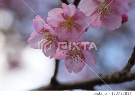 早春の公園に咲く早咲きのカワヅザクラのピンク色の花 123755817