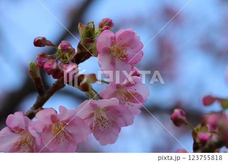 早春の公園に咲く早咲きのカワヅザクラのピンク色の花 123755818