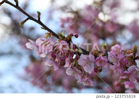 早春の公園に咲く早咲きのカワヅザクラのピンク色の花 早春の公園に咲く早咲きのカワヅザクラのピンク色の花 123755819