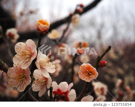 桃色の梅の花のクローズアップ写真 桃色の梅の花のクローズアップ写真 123755854