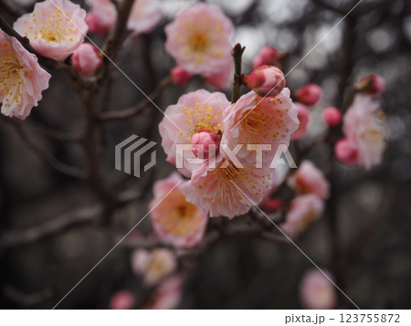 桃色の梅の花のクローズアップ写真 123755872