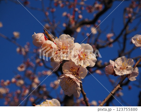 桃色の梅の花のクローズアップ写真 123755880