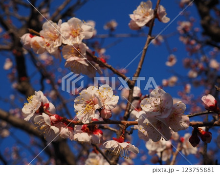 桃色の梅の花のクローズアップ写真 123755881
