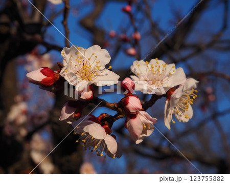 桃色の梅の花のクローズアップ写真 桃色の梅の花のクローズアップ写真 123755882