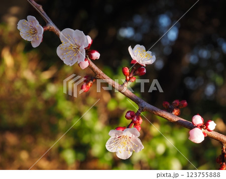桃色の梅の花のクローズアップ写真 123755888