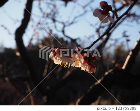 桃色の梅の花のクローズアップ写真 桃色の梅の花のクローズアップ写真 123755889
