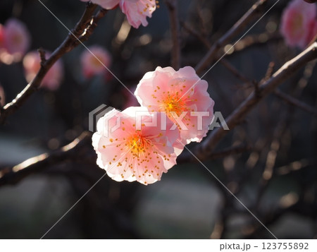 桃色の梅の花のクローズアップ写真 123755892