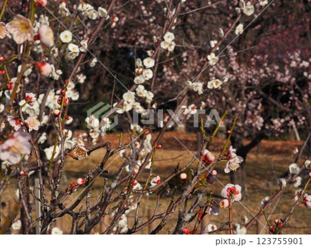 桃色の梅の花のクローズアップ写真 桃色の梅の花のクローズアップ写真 123755901