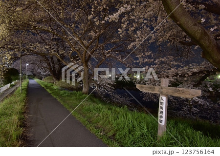 埼玉県入間市、入間リバーサイド桜並木の桜が満開となり、夜桜のトンネルを作る 123756164