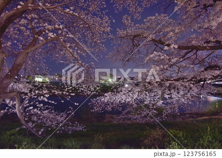 埼玉県入間市、入間リバーサイド桜並木、満開の桜が入間川に張り出し赤紫の照明で、夜空に浮かび上がる 123756165