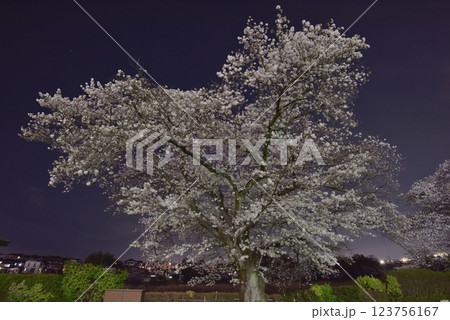 快晴の春の夜空、満開となった入間市文化創造アトリエAmigoの夜桜見物 快晴の春の夜空、満開となった入間市文化創造アトリエAmigoの夜桜見物 123756167