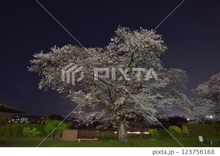 入間市文化創造アトリエAmigo、満開の夜桜見物に犬連れのお客さんが訪れる 入間市文化創造アトリエAmigo、満開の夜桜見物に犬連れのお客さんが訪れる 123756168
