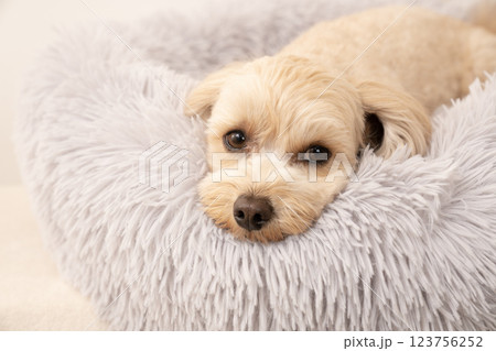 ベッドに入って微笑むマルプー 123756252