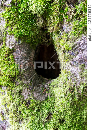 Close-up of tree trunk with hollow hole covered in vibrant green moss, taken in lush forest. The textured bark and rich greenery, natural and organic background Close-up of tree trunk with hollow hole covered in vibrant green moss, taken in lush forest. The textured bark and rich greenery, natural and organic background 123756350
