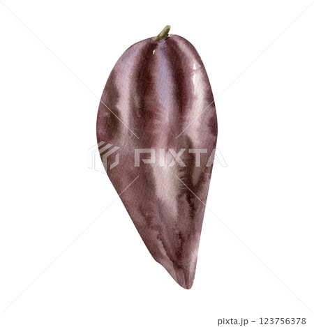 Cocoa beans in pod botanical watercolor illustration. Hand drawn isolated clipart of tropical fruit,cocoa pod clipart for coffee and chocolate packing, label, logo design Cocoa beans in pod botanical watercolor illustration. Hand drawn isolated clipart of tropical fruit,cocoa pod clipart for coffee and chocolate packing, label, logo design 123756378