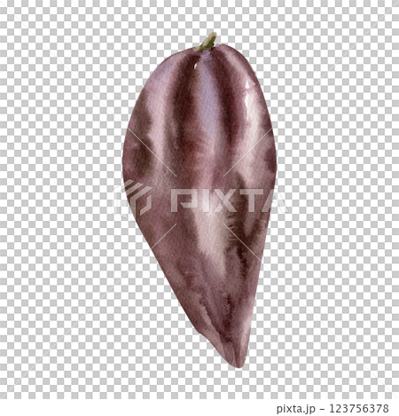 Cocoa beans in pod botanical watercolor illustration. Hand drawn isolated clipart of tropical fruit,cocoa pod clipart for coffee and chocolate packing, label, logo design Cocoa beans in pod botanical watercolor illustration. Hand drawn isolated clipart of tropical fruit,cocoa pod clipart for coffee and chocolate packing, label, logo design 123756378