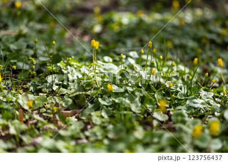 A field of bright yellow flowers emerging from a dense carpet of green leaves, capturing a springtime scene. The buds and blossoms stand upright, creating a contrast against the lush foliage. 123756437