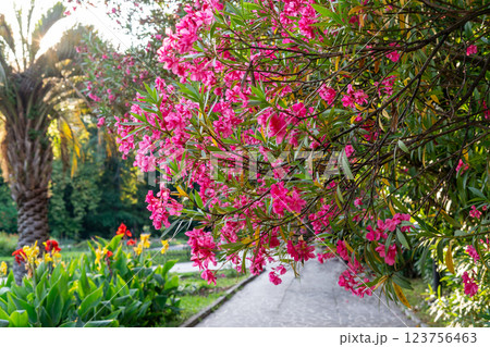 Botanical park with lushly blooming Nerium oleander tree with bright vibrant red pink flowers Botanical Garden Spring blossoming and landscaping concept greeting card Natural background 123756463